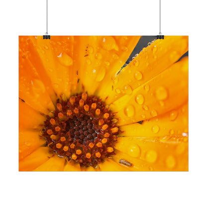 Drenched yellow flower printed on a rollable poster