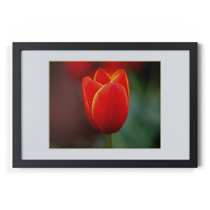 Fiery red and yellow tulip in a black framed poster