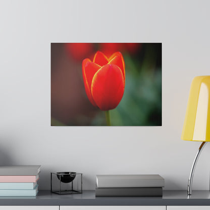 Fiery red and yellow tulip printed on a stretched matte canvas