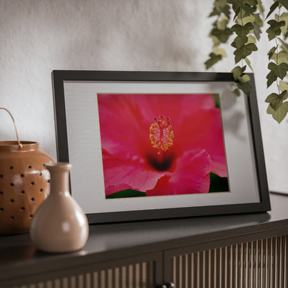 A beautiful hibiscus flower printed on a black framed poster