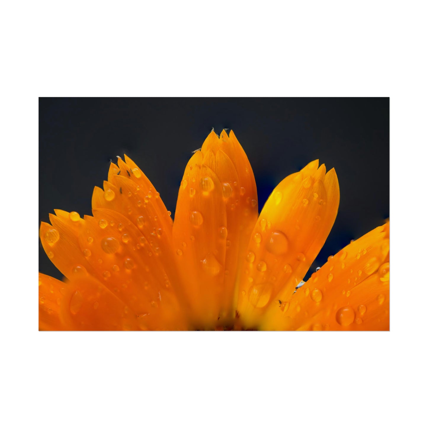 Orange flower petals drenched in dew printed on a rollable poster