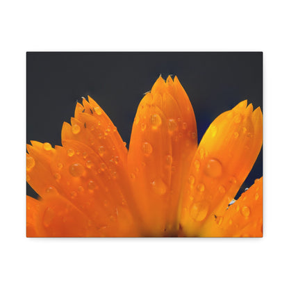 Orange flower petals drenched in dew printed on a stretched satin canvas