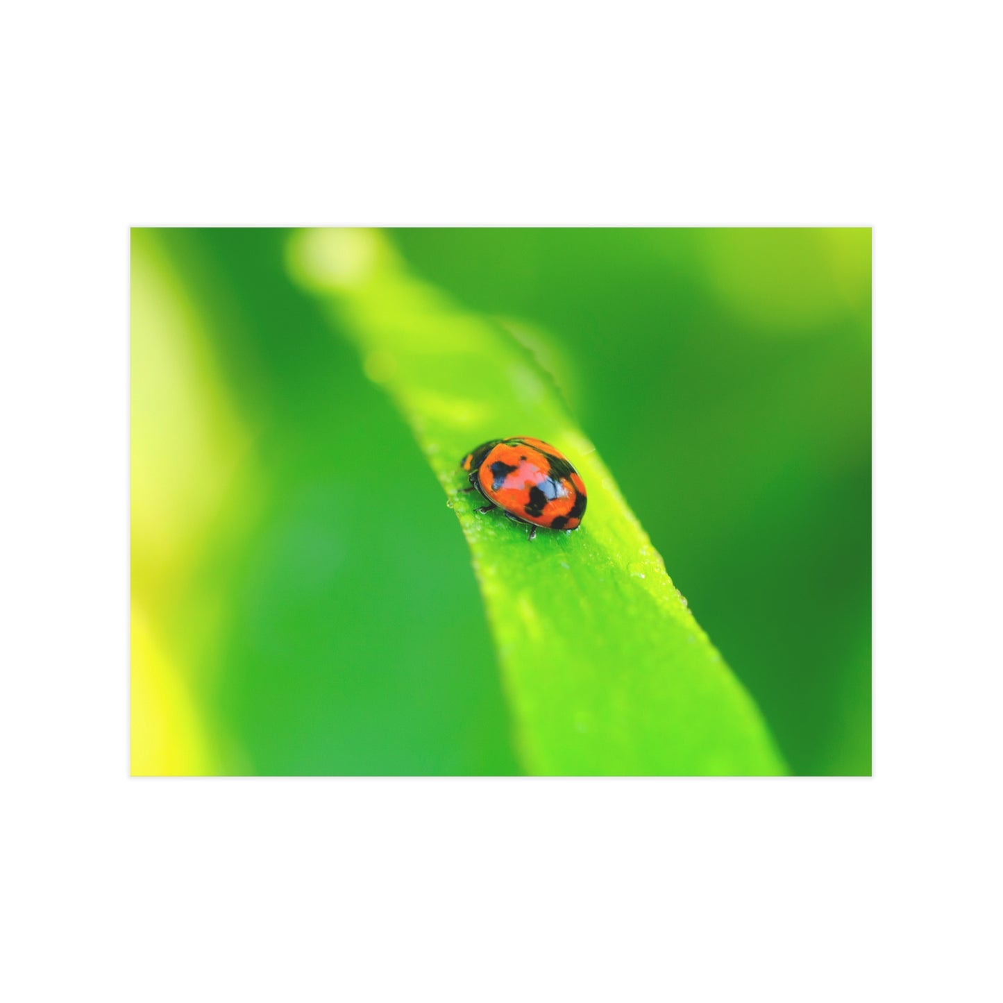 A macro print of a beautiful ladybug