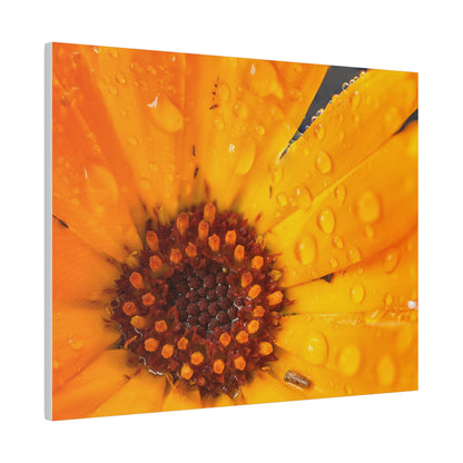 Orange flower petals drenched in dew printed on a stretched matte canvas