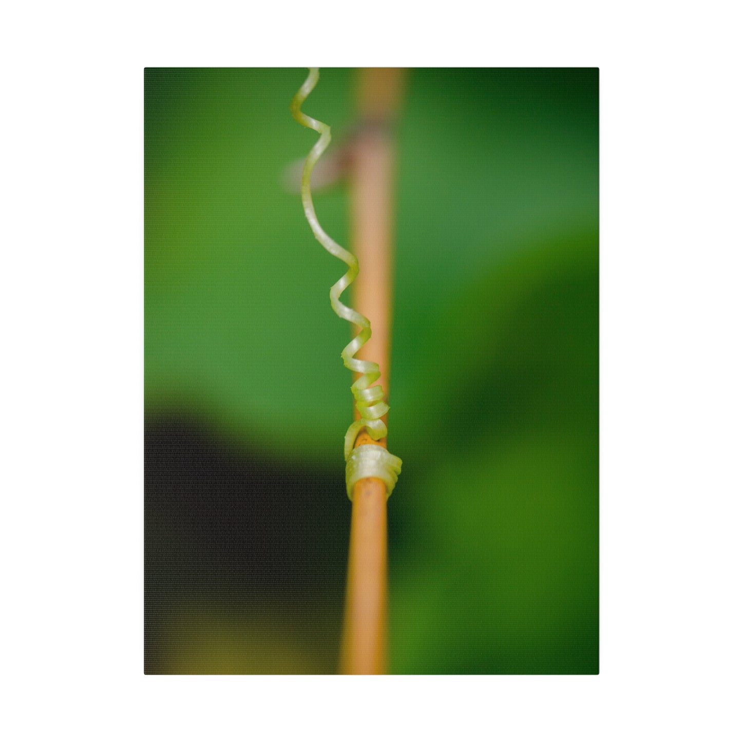 Nature's grip! A stunning macro print in a stretched matte canvas