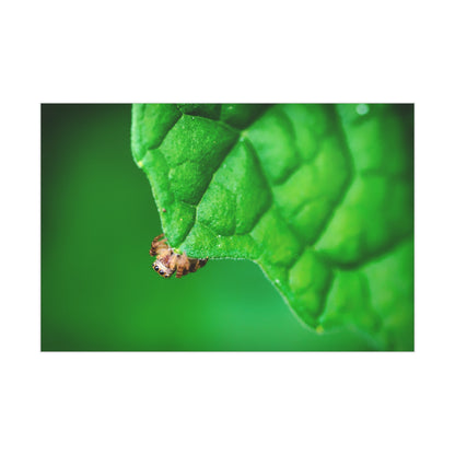 They live amongst us! A macro print of a tiny spider sitting at the edge of a luscious green leaf