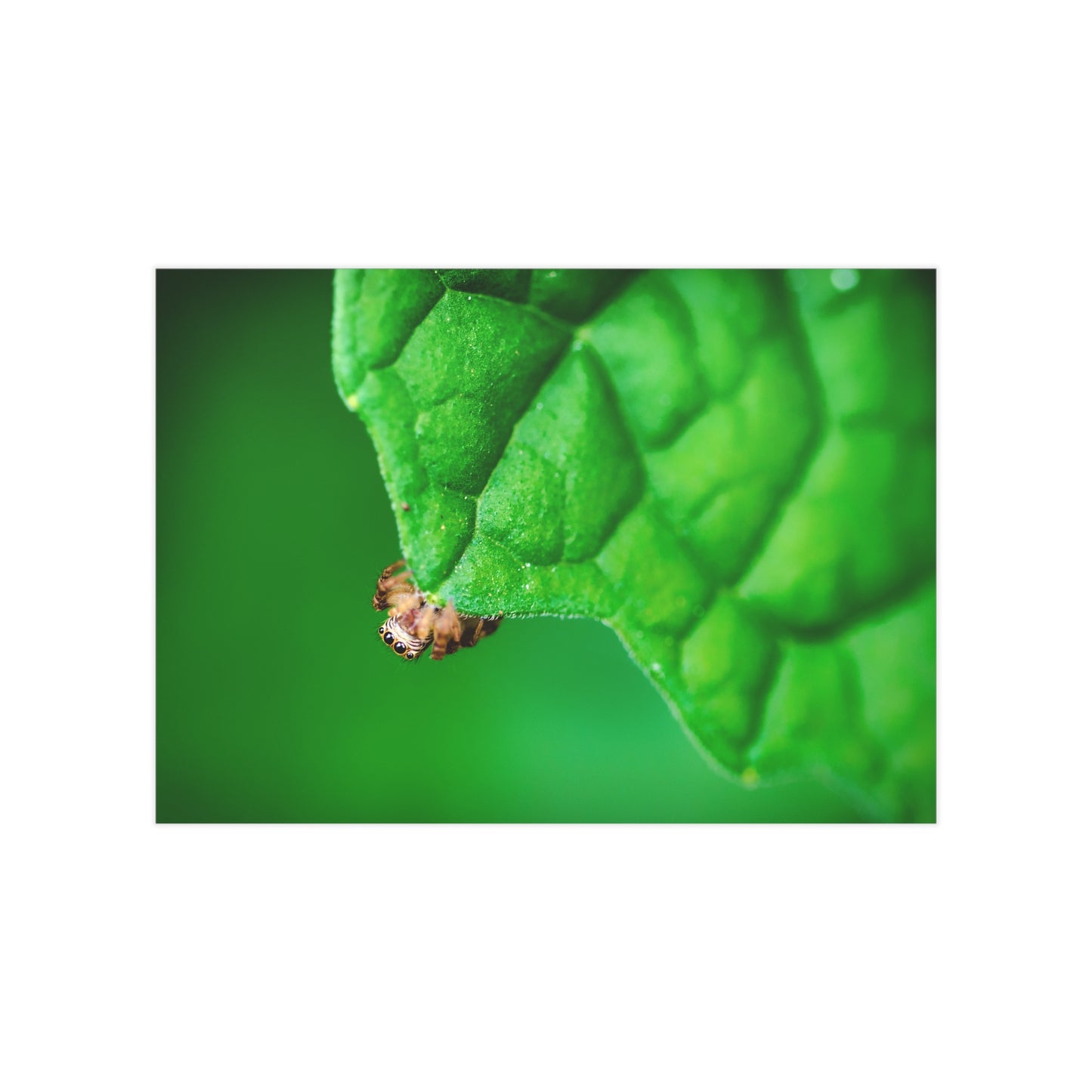 They live amongst us! A macro print of a tiny spider sitting at the edge of a luscious green leaf