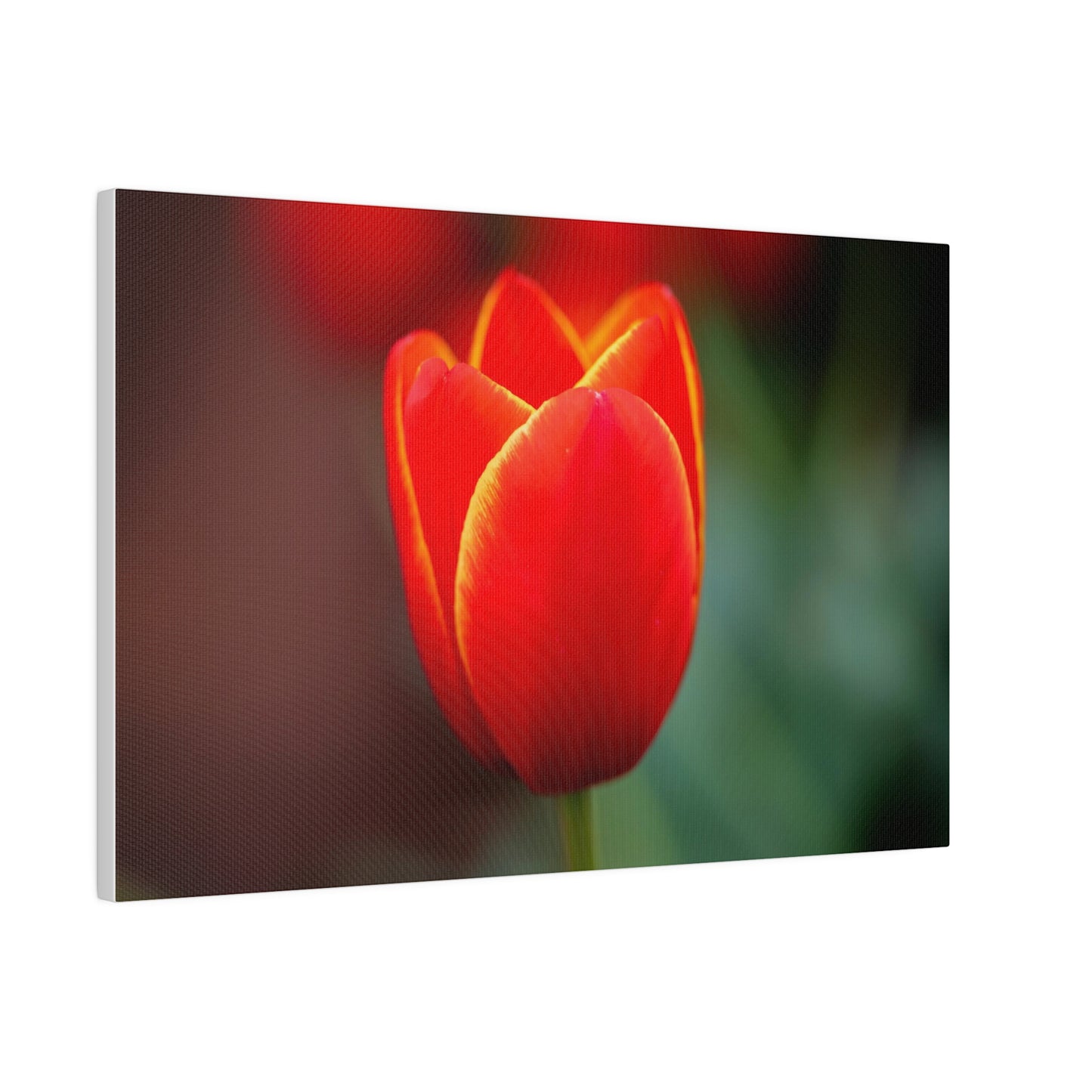 Fiery red and yellow tulip printed on a stretched matte canvas