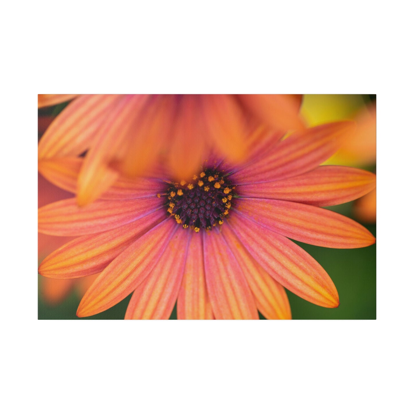 Colorful daisy printed on a stretched matte canvas