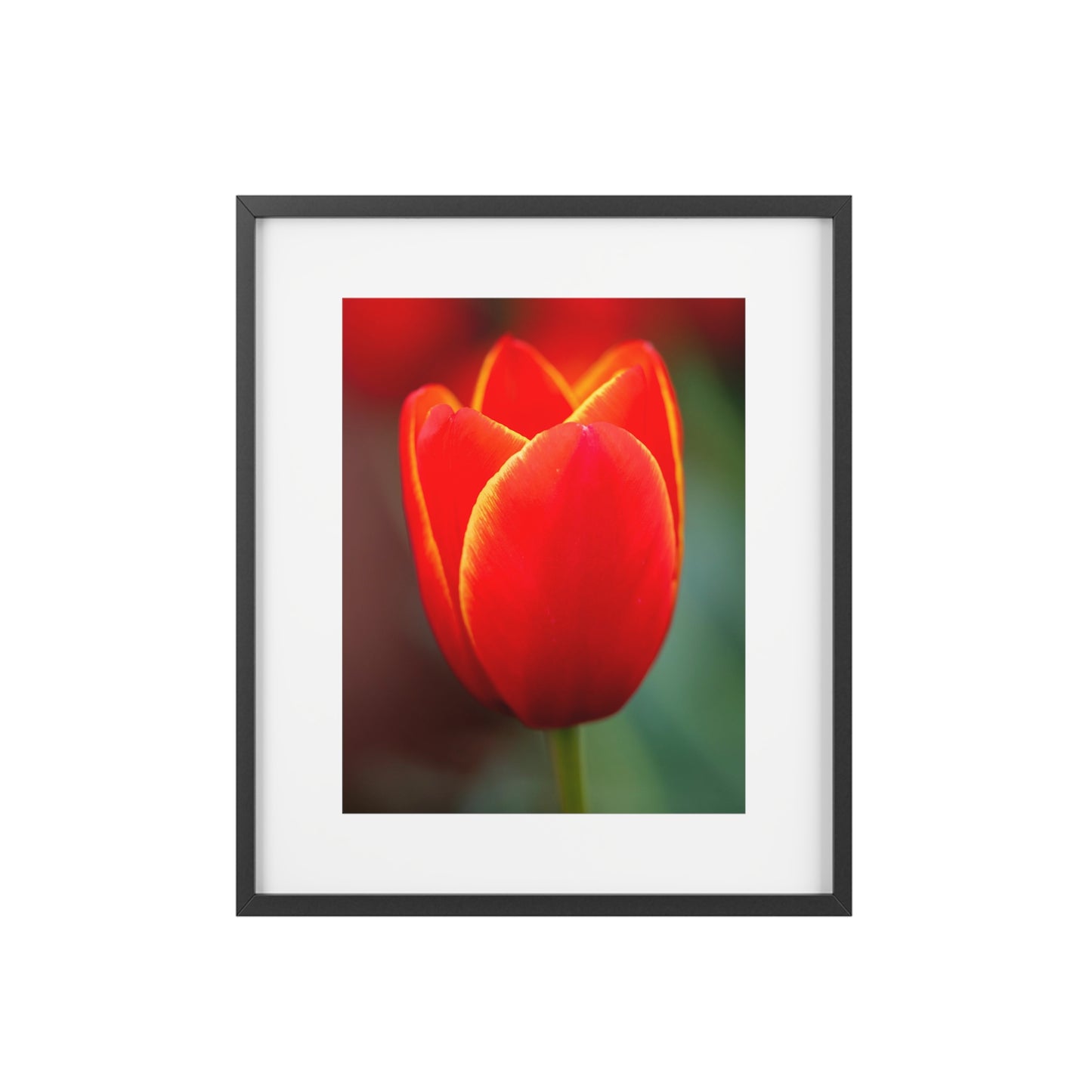 Fiery red and yellow tulip on a framed matte  poster