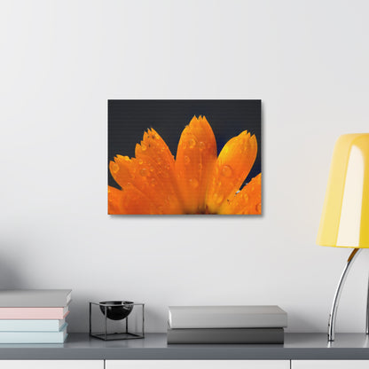 Orange flower petals drenched in dew printed on a stretched satin canvas