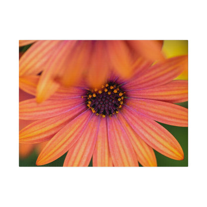 Colorful daisy printed on a stretched matte canvas