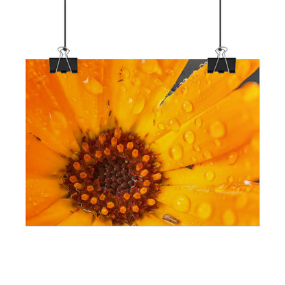 Drenched yellow flower printed on a rollable poster