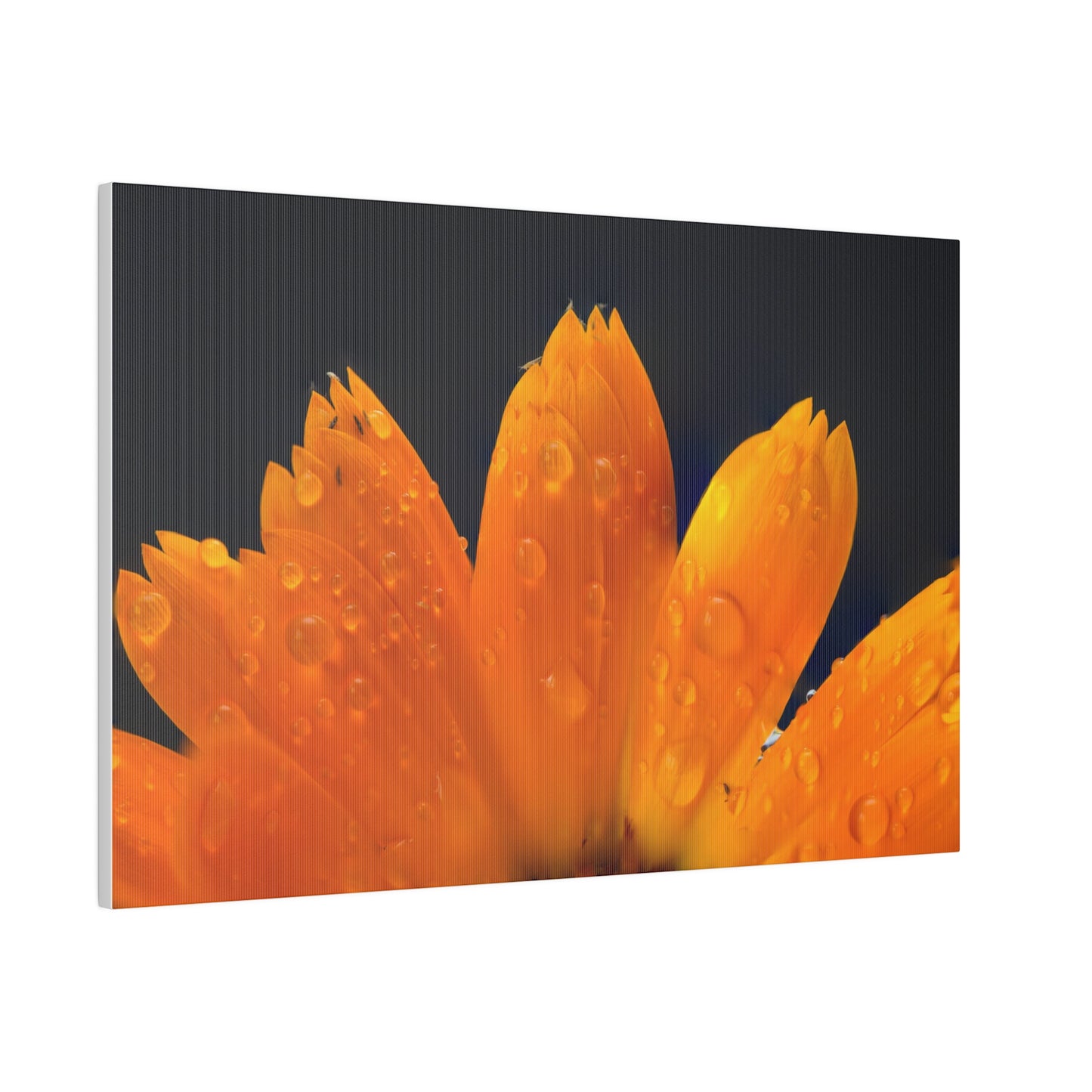 Orange flower petals drenched in dew printed on a stretched matte canvas