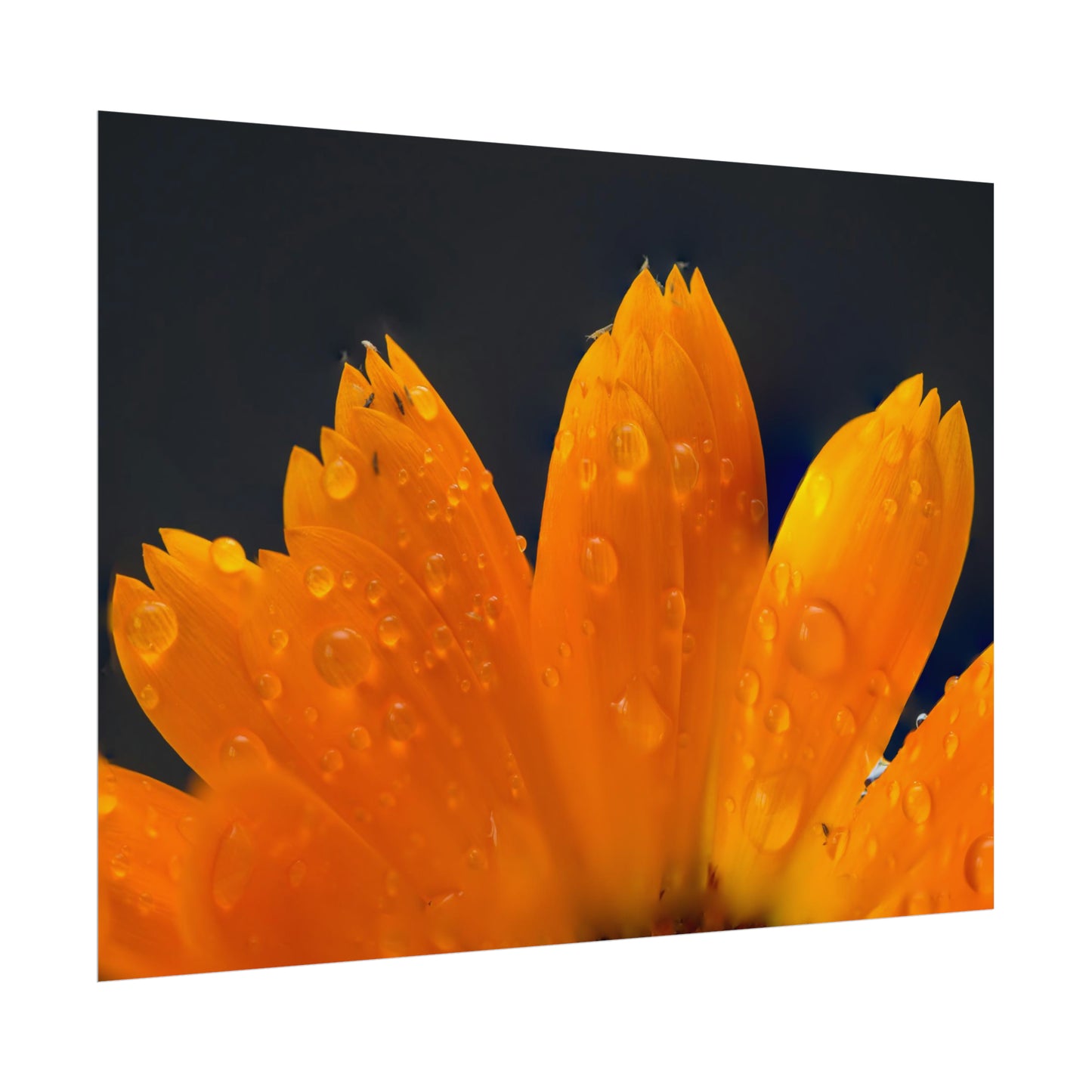 Orange flower petals drenched in dew printed on a rollable poster