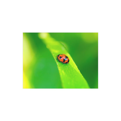 A macro print of a beautiful ladybug