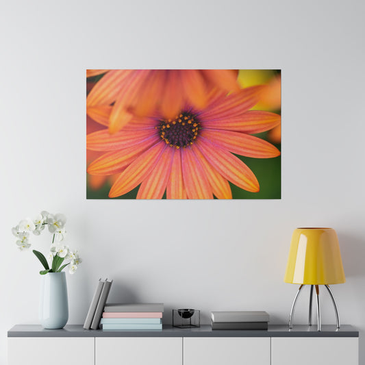 Colorful daisy printed on a stretched matte canvas