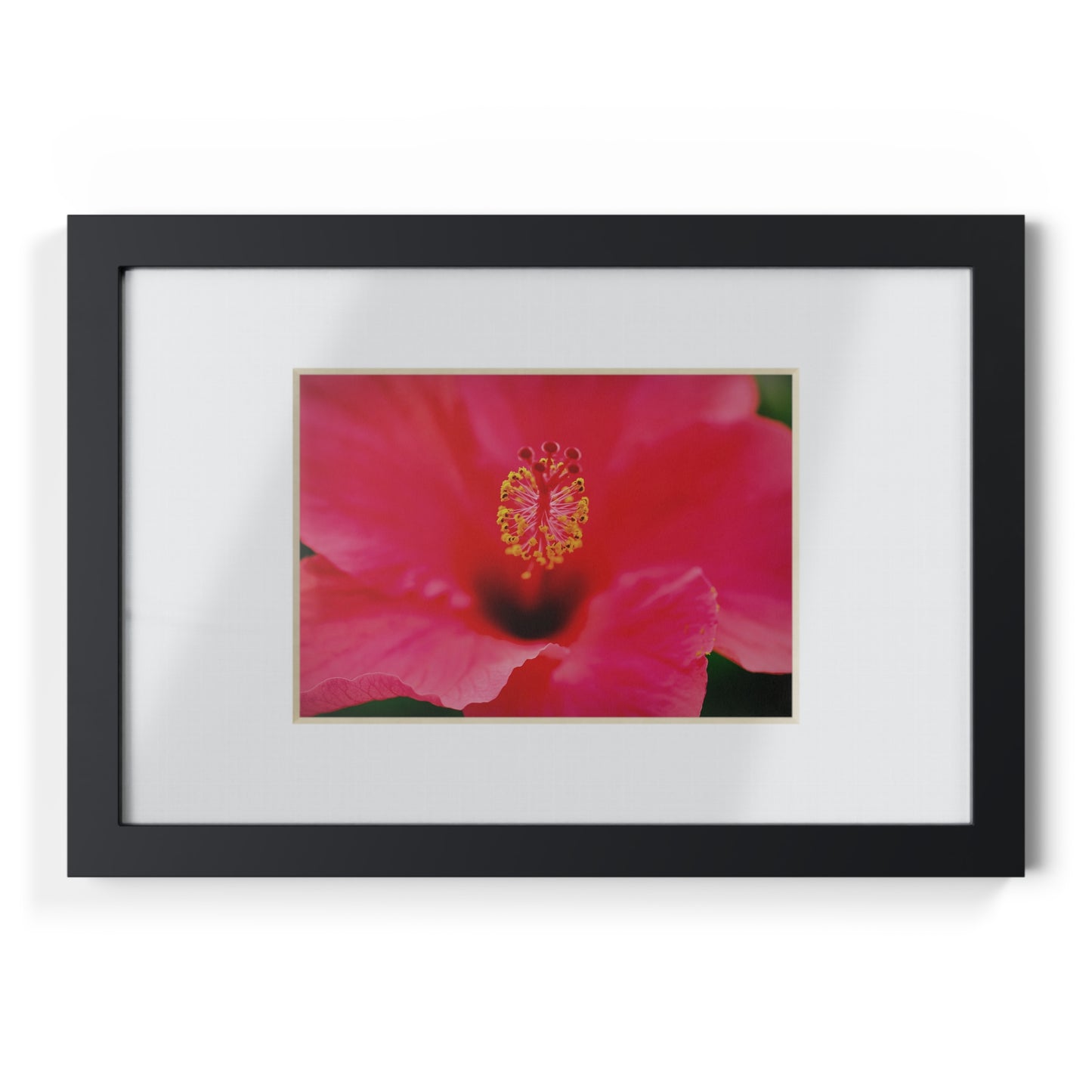 A beautiful hibiscus flower printed on a black framed poster