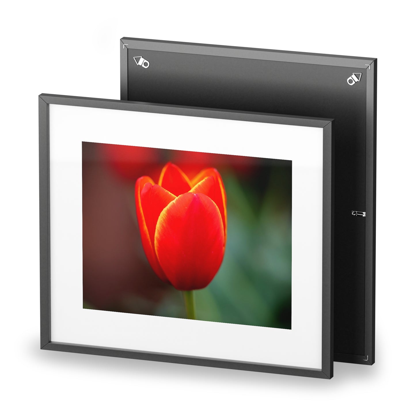 Fiery red and yellow tulip on a framed matte  poster