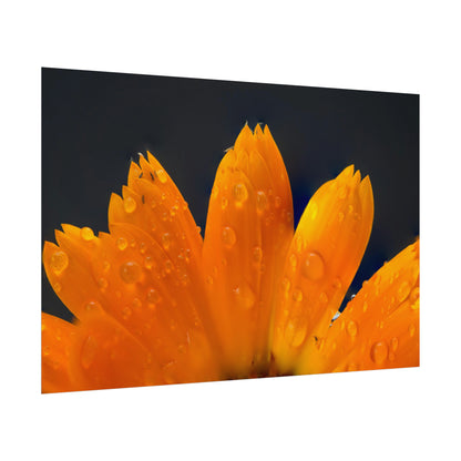 Orange flower petals drenched in dew printed on a rollable poster