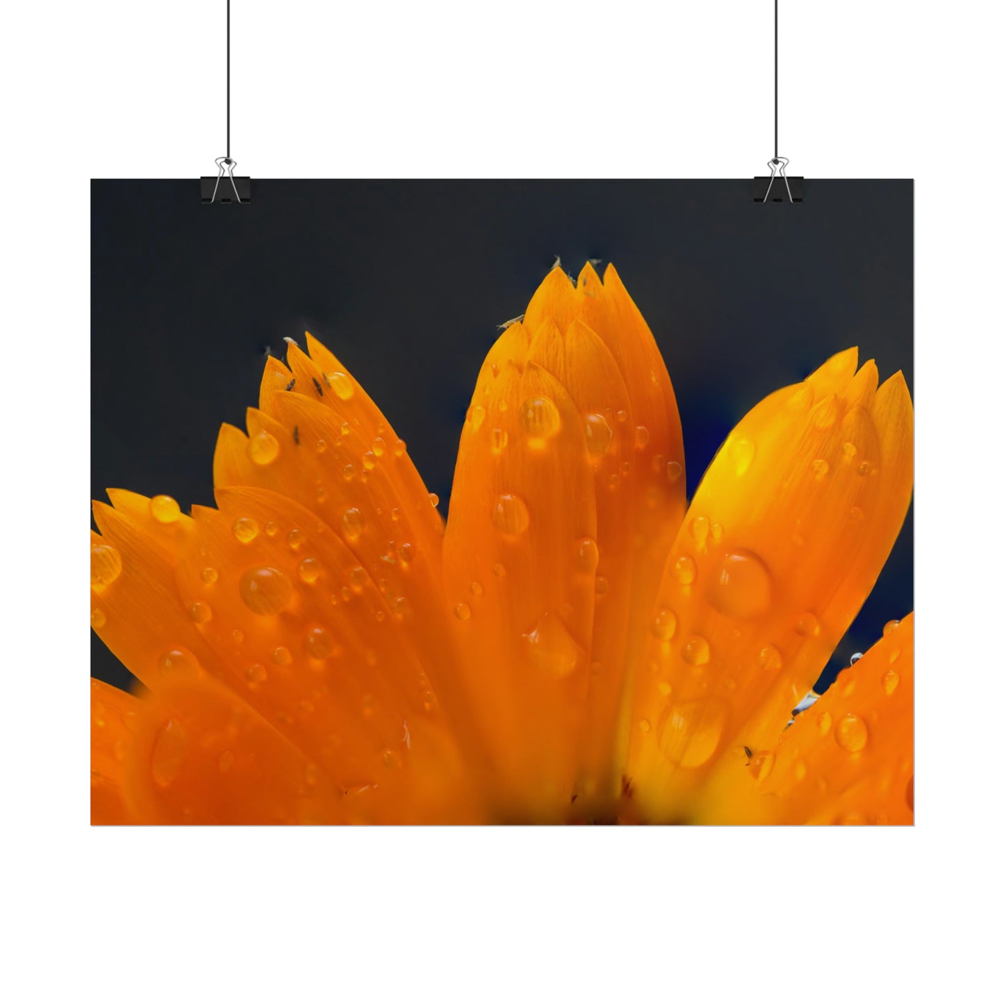 Orange flower petals drenched in dew printed on a rollable poster