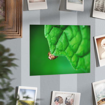 They live amongst us! A macro print of a tiny spider sitting at the edge of a luscious green leaf