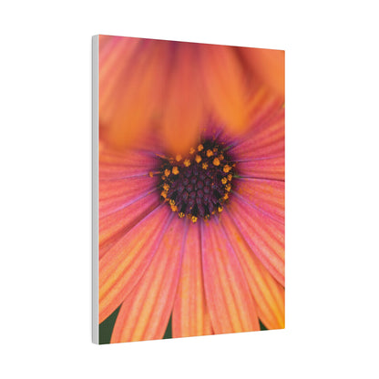 Colorful daisy printed on a stretched matte canvas