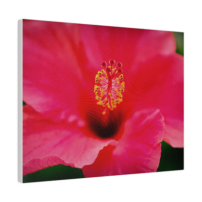 A beautiful hibiscus flower printed on a stretched matte canvas