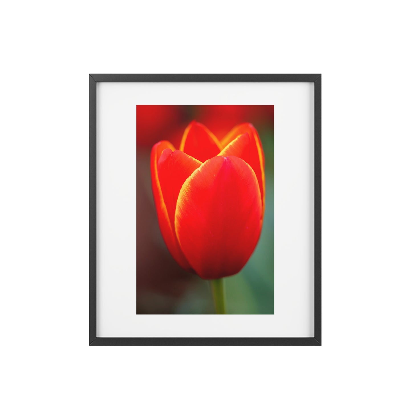 Fiery red and yellow tulip on a framed matte  poster