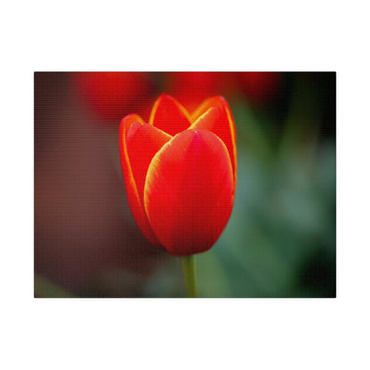 Fiery red and yellow tulip printed on a stretched matte canvas