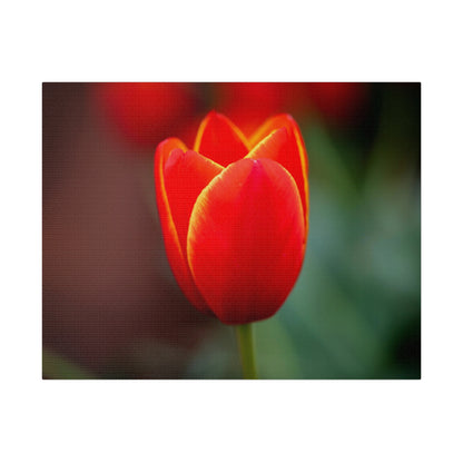 Fiery red and yellow tulip printed on a stretched matte canvas