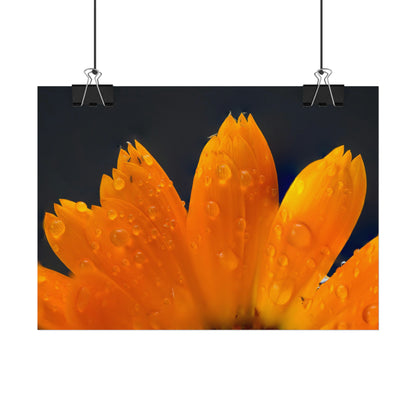 Orange flower petals drenched in dew printed on a rollable poster