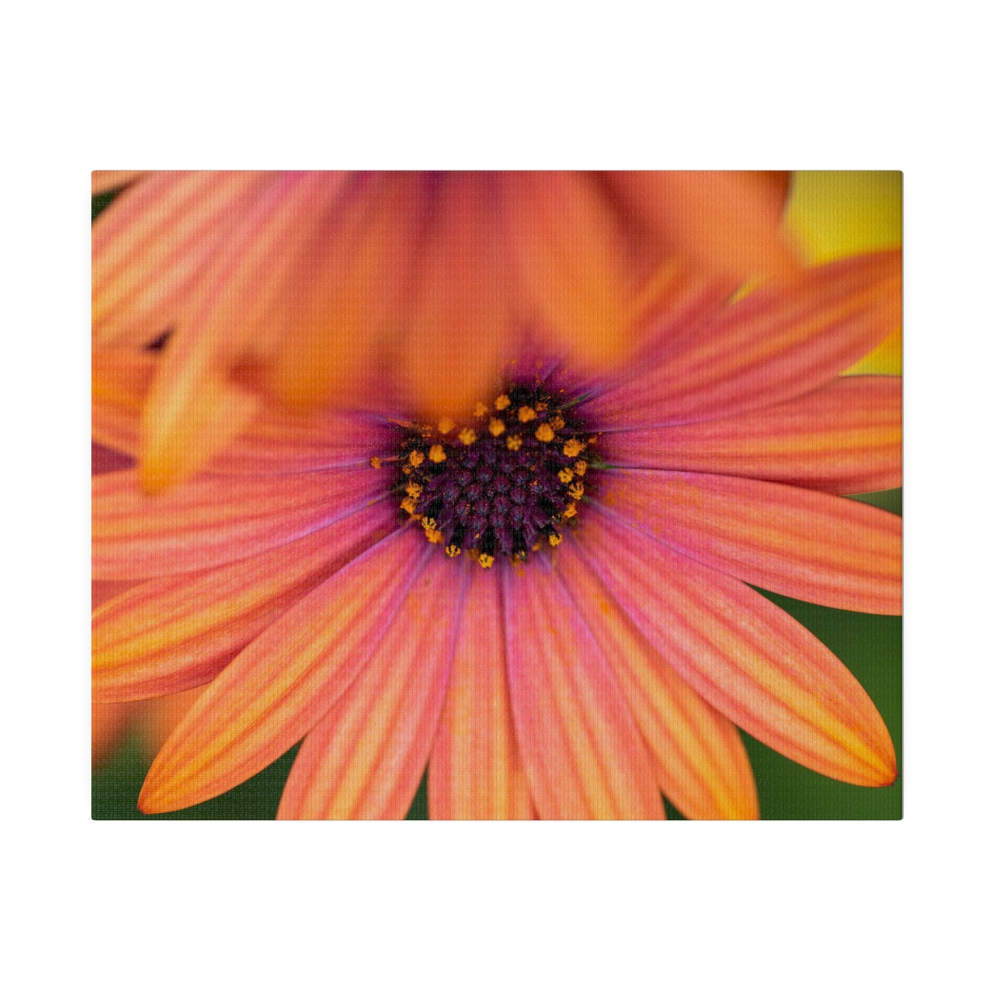 Colorful daisy printed on a stretched matte canvas