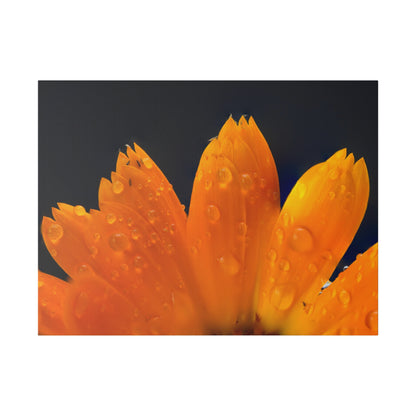 Orange flower petals drenched in dew printed on a stretched matte canvas