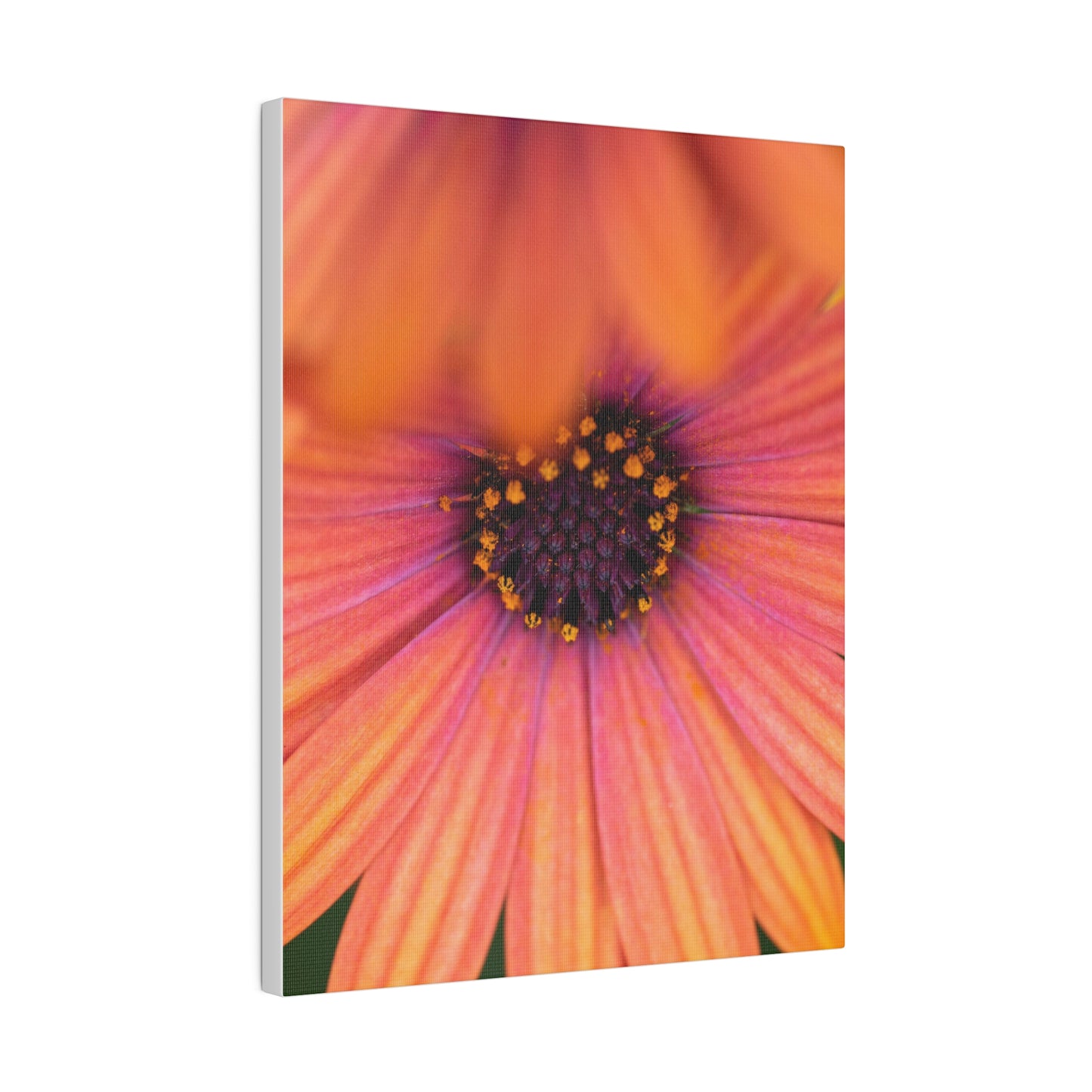 Colorful daisy printed on a stretched matte canvas