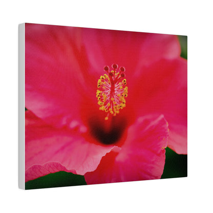 A beautiful hibiscus flower printed on a stretched matte canvas