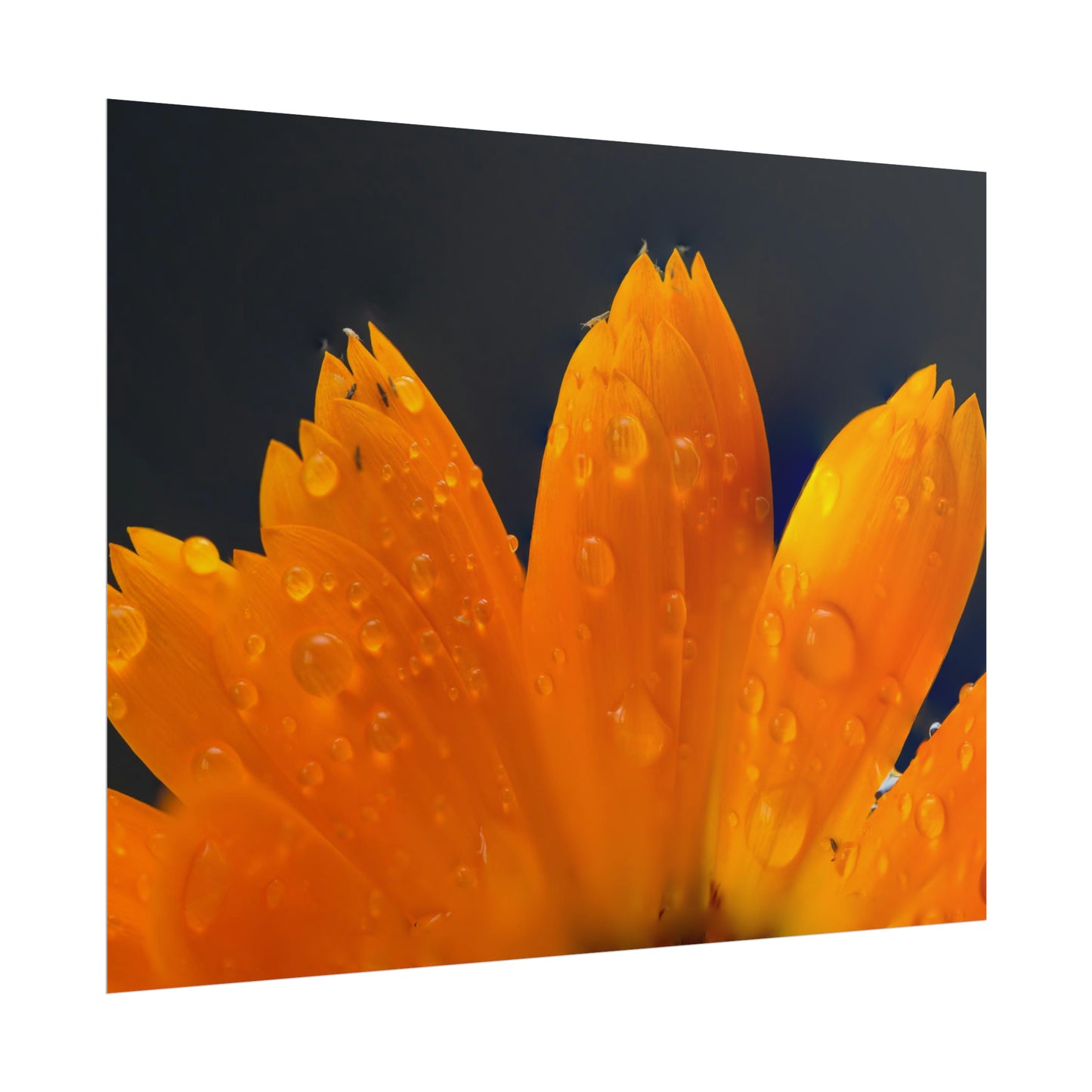 Orange flower petals drenched in dew printed on a rollable poster