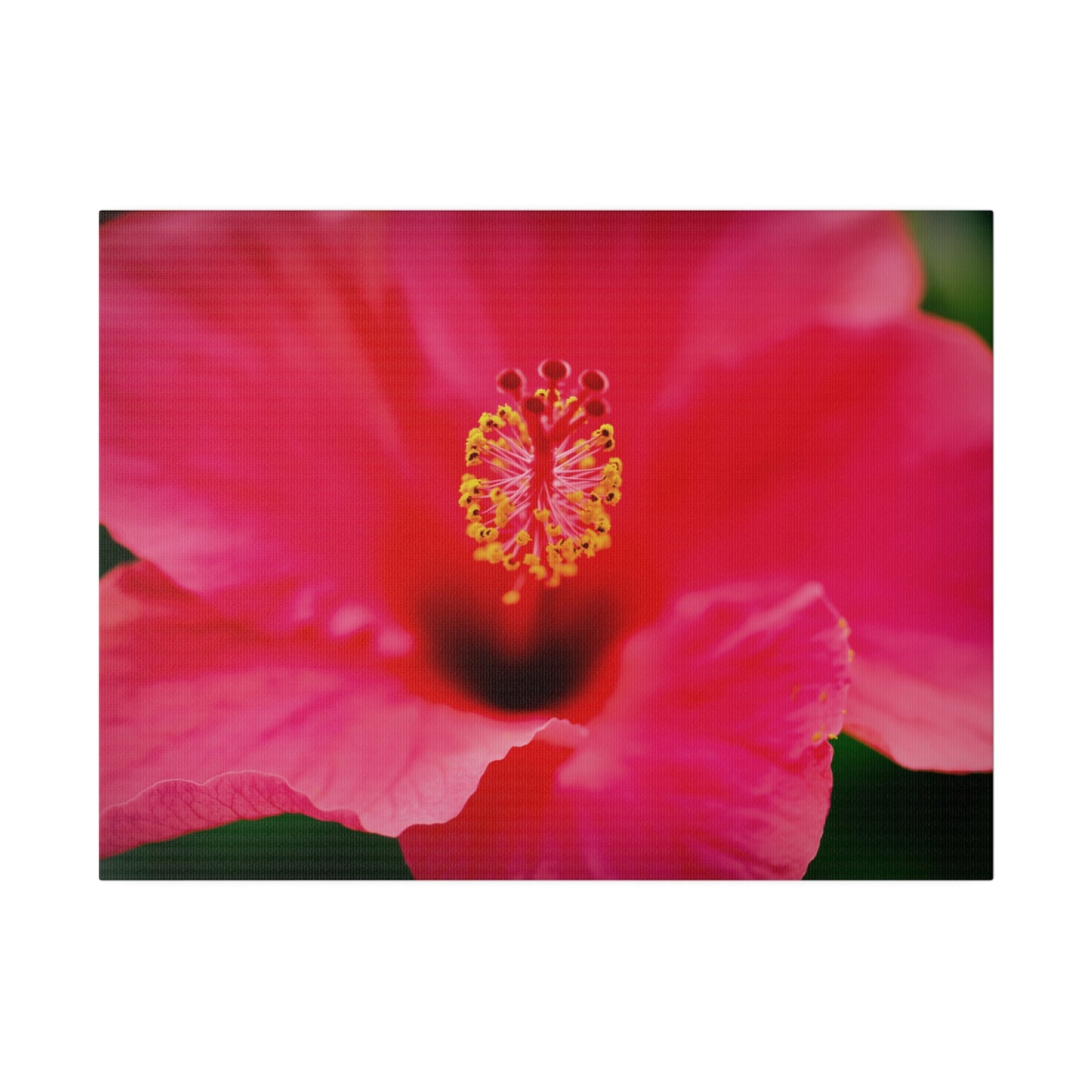 A beautiful hibiscus flower printed on a stretched matte canvas