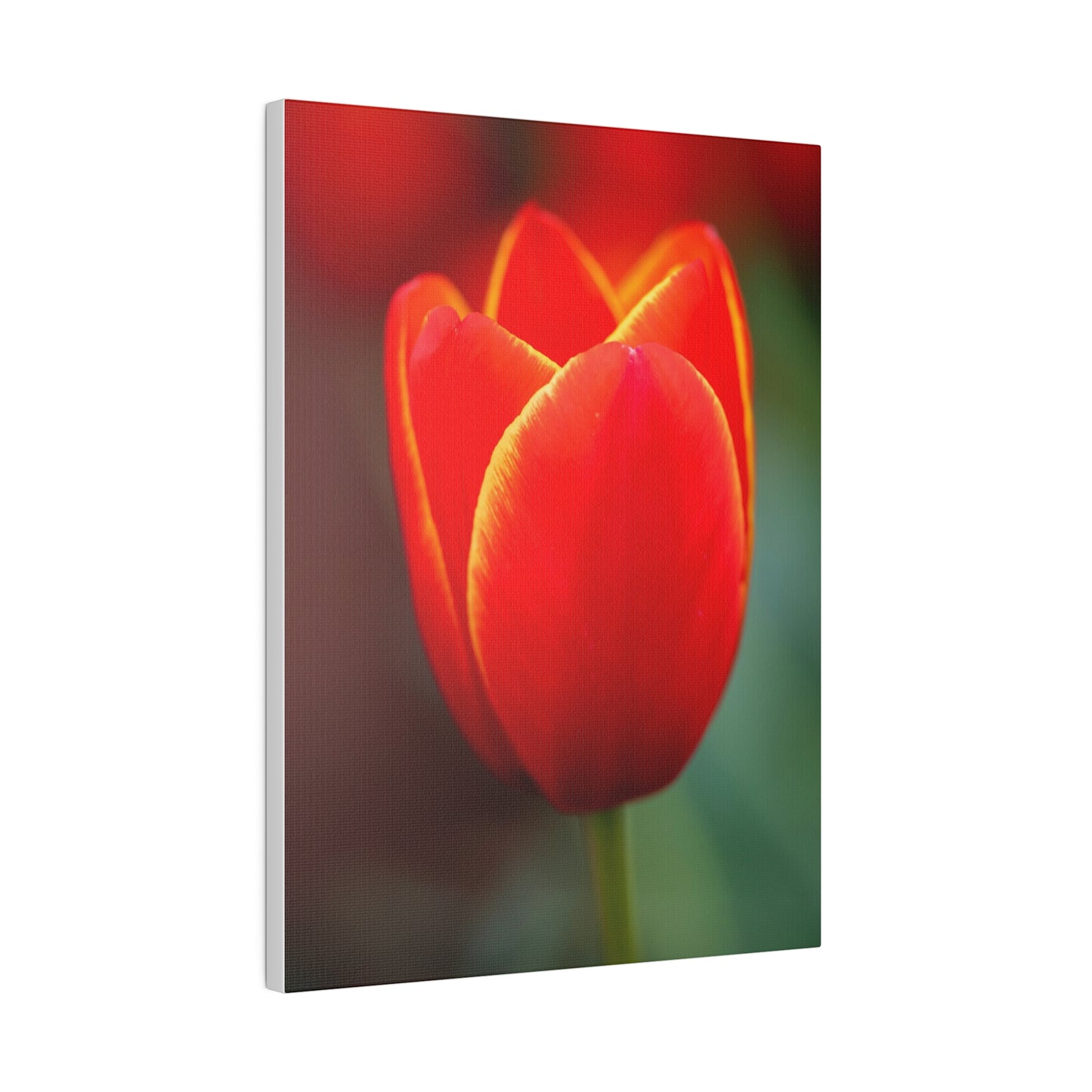 Fiery red and yellow tulip printed on a stretched matte canvas