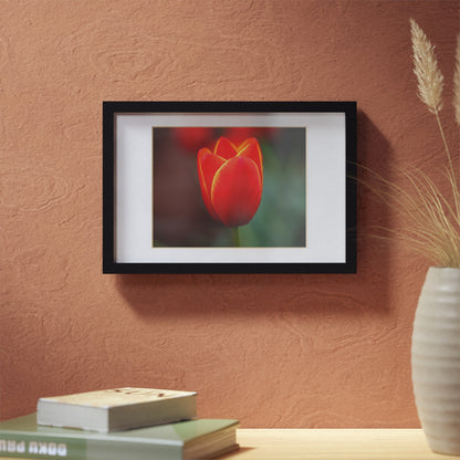 Fiery red and yellow tulip in a black framed poster