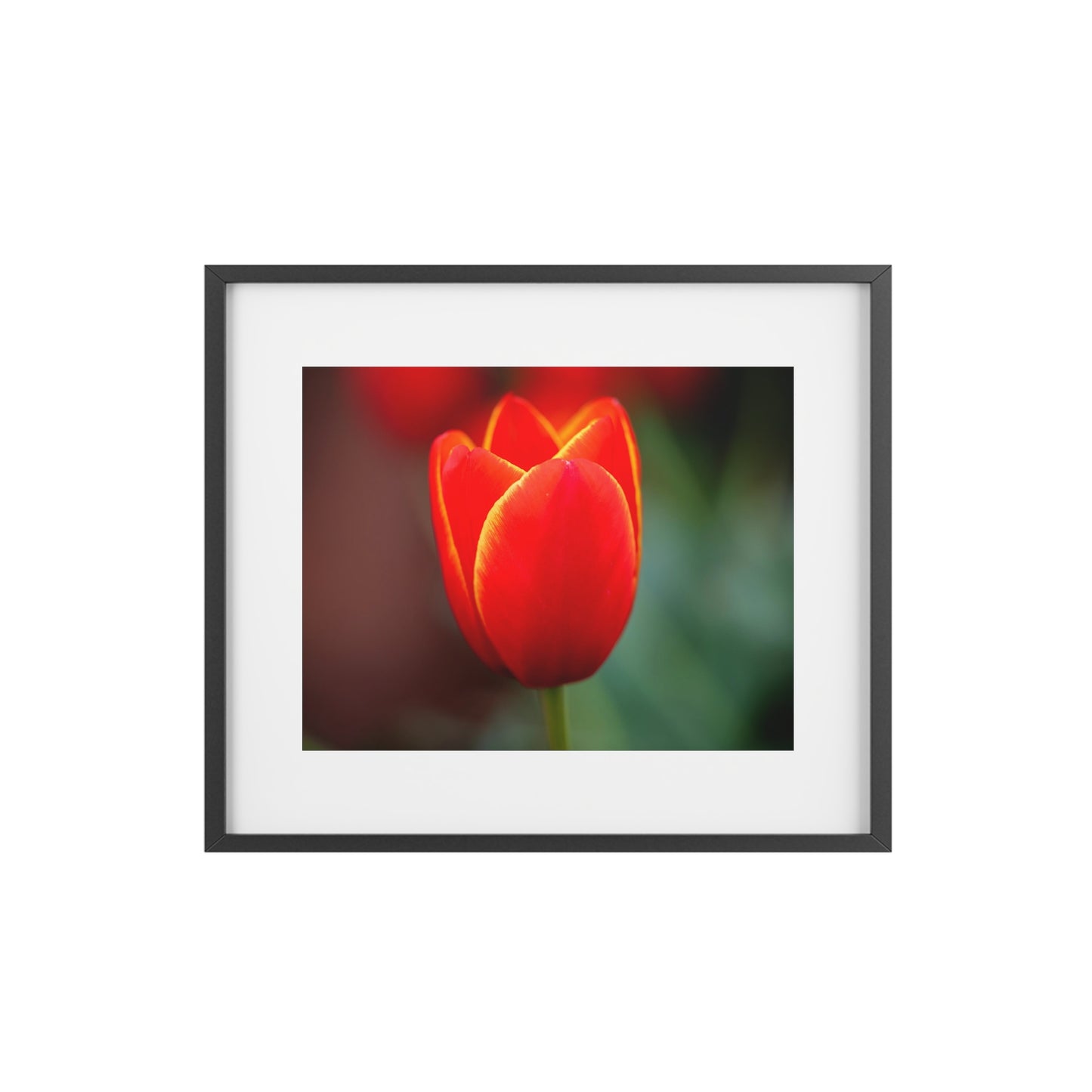 Fiery red and yellow tulip on a framed matte  poster