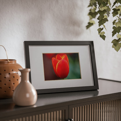 Fiery red and yellow tulip in a black framed poster