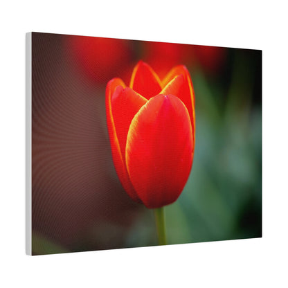 Fiery red and yellow tulip printed on a stretched matte canvas