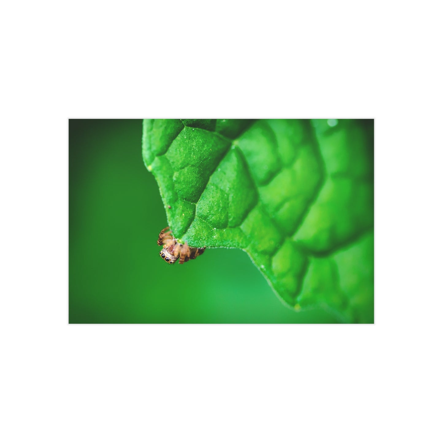 They live amongst us! A macro print of a tiny spider sitting at the edge of a luscious green leaf