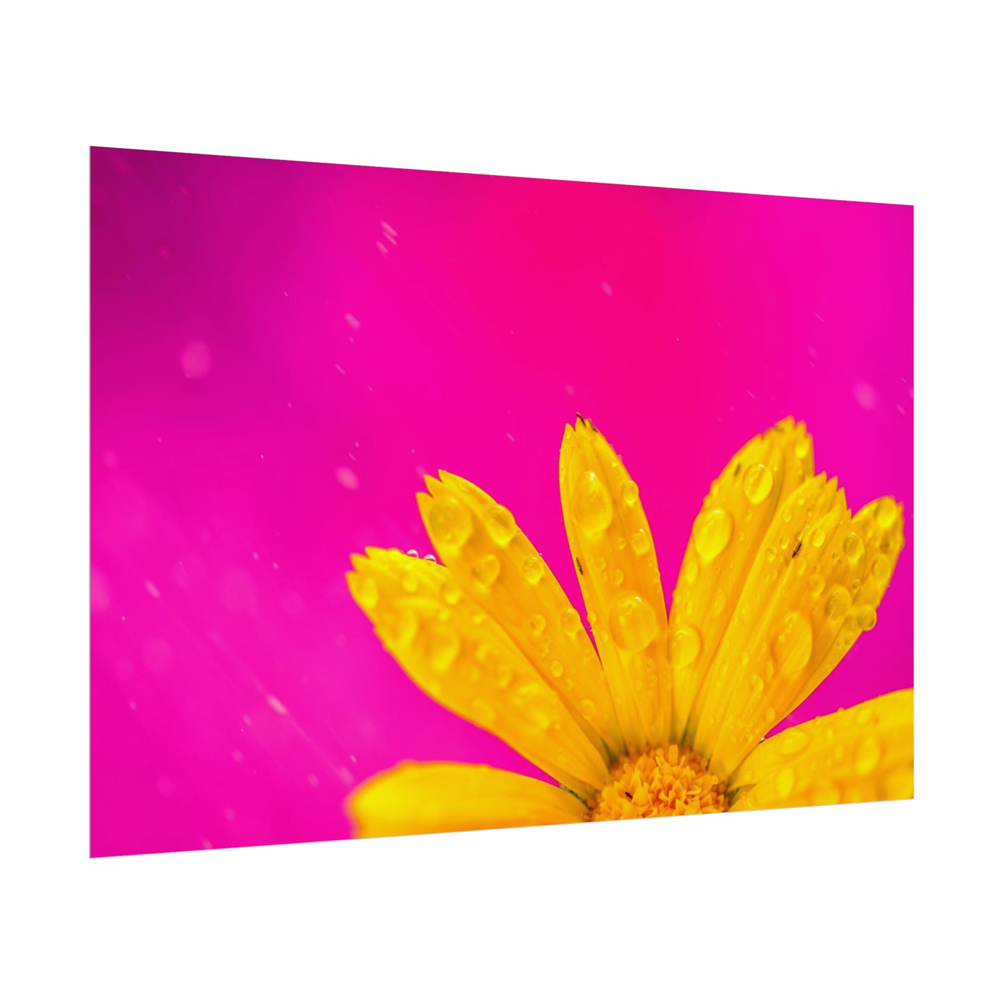 Beautiful yellow flower printed on rollable poster