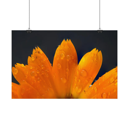 Orange flower petals drenched in dew printed on a rollable poster