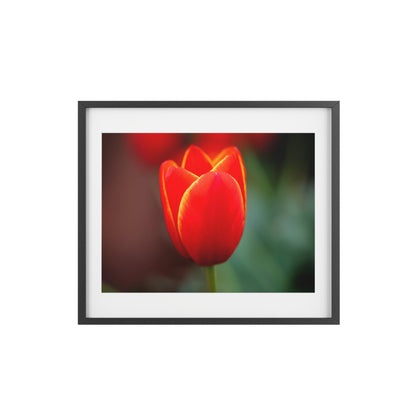 Fiery red and yellow tulip on a framed matte  poster