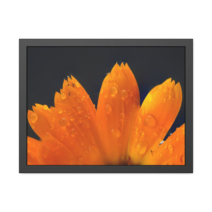 Orange flower petals drenched in dew printed on a framed paper poster