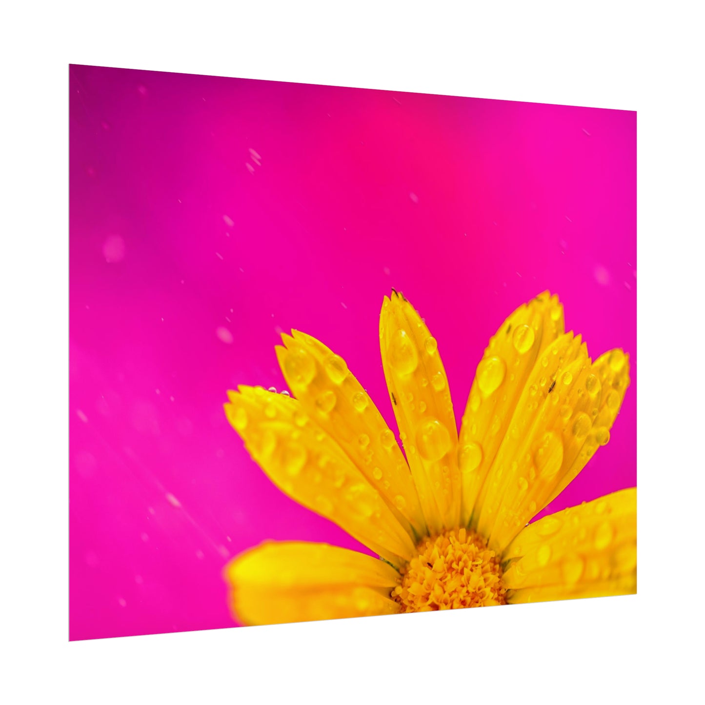 Beautiful yellow flower printed on rollable poster