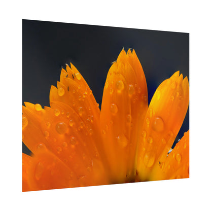 Orange flower petals drenched in dew printed on a rollable poster